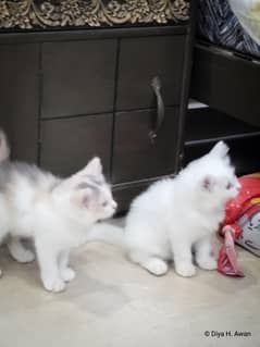 60 days old Triple coated Persian Kittens for sale