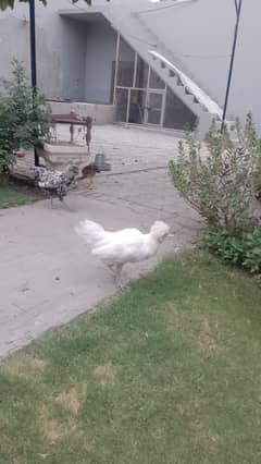 poultry