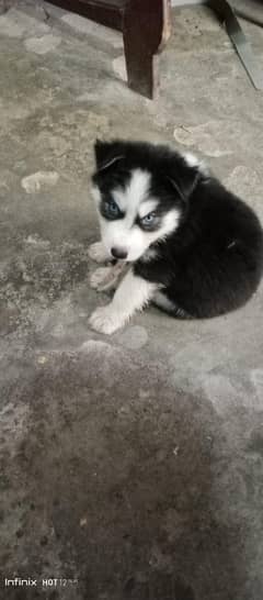 Siberian husky woolikot male  puppy available