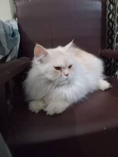 kitty OR Tom