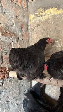 Black Bentum pullets trio 1+2