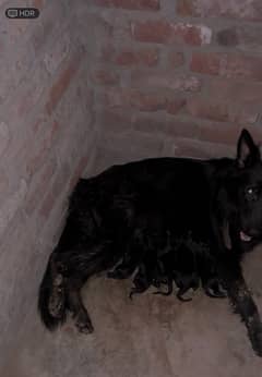 Black shepherd puppies