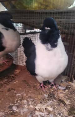 fancy pigeon breec