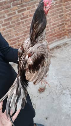 Aseel Saleta male
