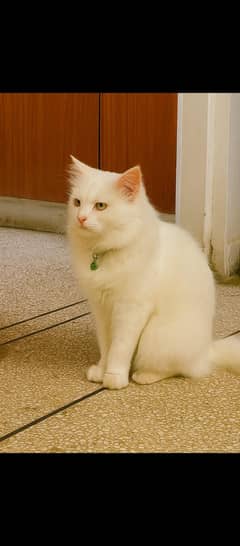 Adult male Persian cat