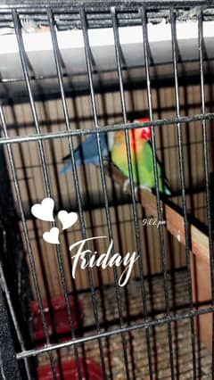 parrot