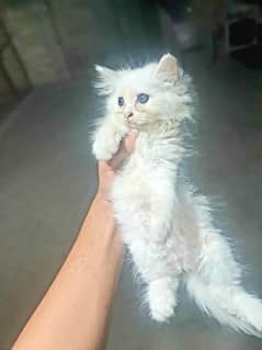 persian kitten