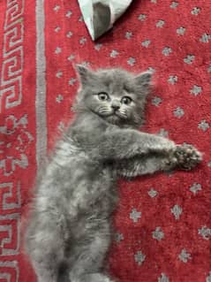Semi punch male  kitten available
