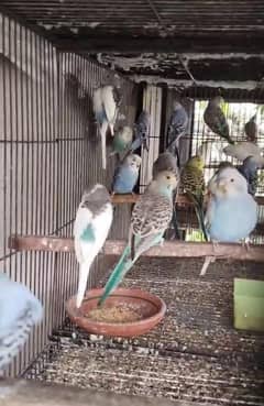 Budgies