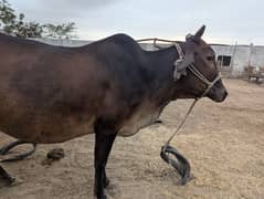 9 Month Gaban cow for Sale