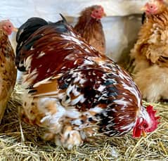 Porcelain Cochin bantam Chicks Available | bentum | bontam | Bentam