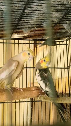 Cocktail Parrots Pair for Sale