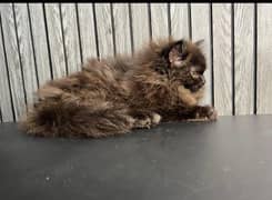 kitten