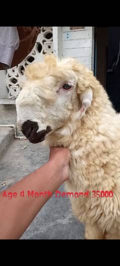 2 Dumba for Sale
