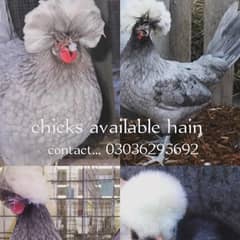 Buff Polish in all colours chicks available