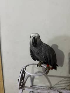 African Gray parrot  handtaim  available