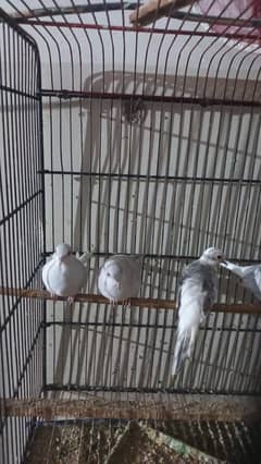 Snow white,blue pied and pastel doves 5 pcs very beautiful