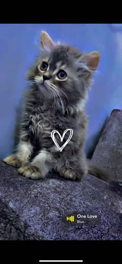 2.5 months old persian kittens