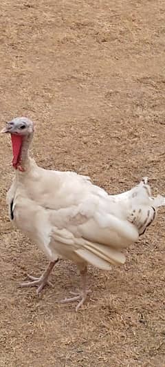 Turkey