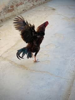 Aseel Full Jumbo Size Murgha [ FULLY ACTIVE Ready For Breed ]
