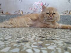 Persian male and female pair with 2 Himalayan and 1 Persian kittens