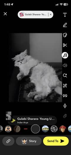Persian cat triple coated white urgent sale punch face