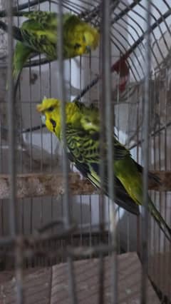 Under size hogoromo breeder pair for sale