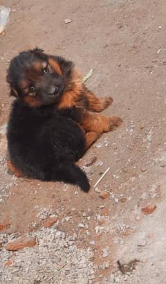 Jerman shepherd