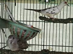 daimond paid dove and  finches gouldian
