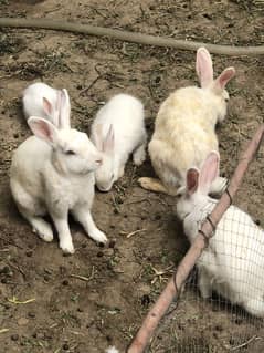 White red eye Rabbit