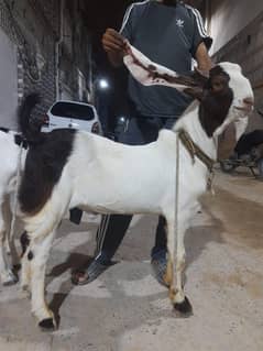 Kapla Patera gulabi cross heavyweight