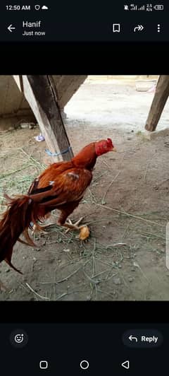 Lasani Aseel for sale or exchange