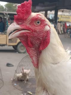 boska Heera murga