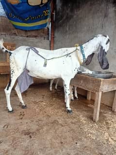 Goat male fimale for sell