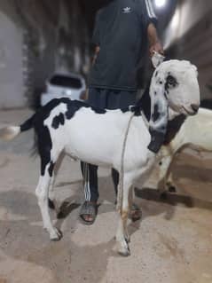 Beetal Munda male breeder quality