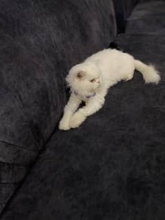 cat bilkul okay hai bht cutie Hai