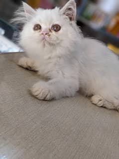 piki bloodline male kitten 03043583306