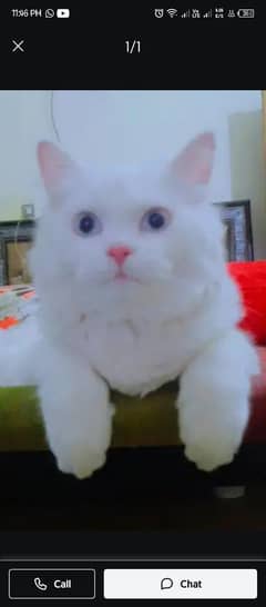 Persian male cat