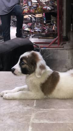 Afghan kuchii  pedigree pr hai