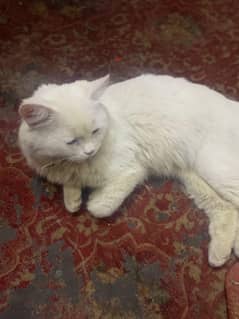 Persian cat single coat