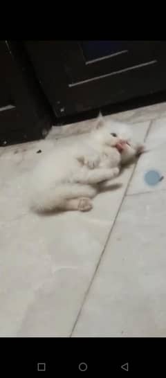Persian baby