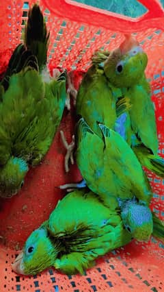 parrot