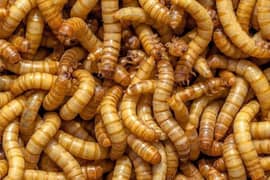 mealworms USA Bread fresh mealworms