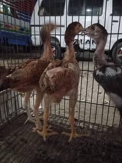 Thai Aseel Roaster crossed with Sindhi Aseel Hen