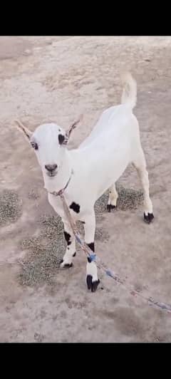 tadda bakra