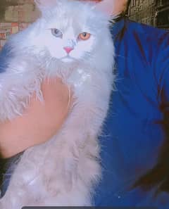 Persian cat male triple court white Persian male odd eye male