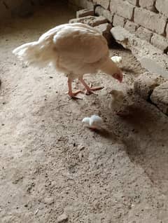 aseel hen 5 chicks