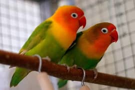 love