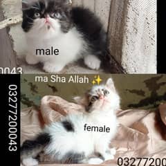 CFA bloodline pure pershion Peki face bie van calico kittens pair abao