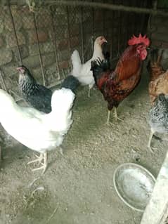 per female 1200 and male1400 only  urgent for sale age 1year